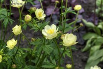 Купальница Alabaster (Trollius cultorum Alabaster)