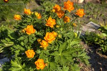 Купальница Азиатская (Trollius Asiaticus)
