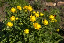 Купальница Европейская Гибридная Желтая (Trollius Hybridus)