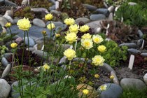 Купальница гибридная New Moon(Trollius hybride New Moon)