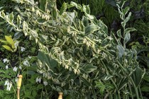 Купена гибридная Стриатум (Polygonatum hybridum Striatum)