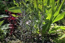 Купена curvistylum(Polygonatum curvistylum)