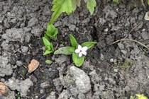 Купена Хукера(Polygonatum hookeri)