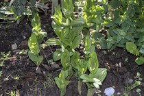 Купена низкая, или Купена приземистая, Купена карликовая (Polygonatum humile)