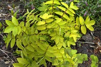 Лабазник вязолистный Aurea(Filipendula ulmaria Aurea)