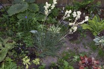 Лабазник Шестилепестный Filipendula Hexapetala