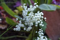 Лабазник шестилепестный Pleno (Filipendula hexapetala Pleno)
