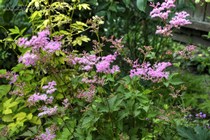Лабазник обыкновенный Kahome (Filipendula vulgaris Kahome)