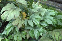 Лабазник камчатский Shiro Sankou Naka Fu (Filipendula camtschatica Shiro Sankou Naka Fu)
