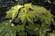 Лабазник камчатский Ki Сhiri Fu (Filipendula camtschatica Ki Сhiri Fu)