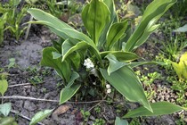Ландыш майский Hofheim(Convallaria majalis Hofheim)