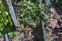 Лапчатка порфировая (Potentilla porphyrantha)