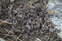 Лептинелла Шероховатая Brass Buttons (Leptinella Squalida Brass Buttons)