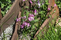 Лихнис кукушкин (Lychnis flos-cuculi)