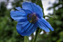 Меконопсис Шелдона Lingholm(Meconopsis x sheldonii Lingholm)