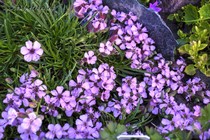Мыльнянка Оливана (Saponaria x olivana Wocke)