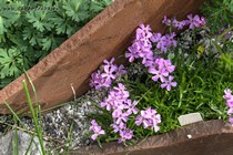 Мыльнянка карликовая (Saponaria pumilio син. S. Pulvinaris)