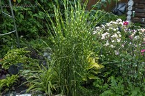 Мискантус Китайский Zebrinus (Miscanthus sinensis Zebrinus)