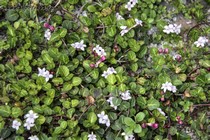 Митчелла ползучая (Mitchella repens)