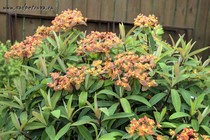 Молочай Гриффита Или Молочай Огненный (Euphorbia Griffithii)