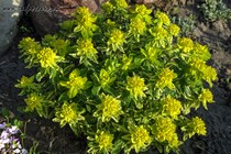 Молочай Многоцветный Вариегата (Euphorbia polychroma Variegata)