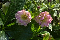 Морозник восточный Double Ellen Picotee (Helleborus orientalis Double Ellen Picotee)