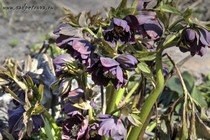 Морозник восточный Double Ellen Purple (Helleborus orientalis Double Ellen Purple)
