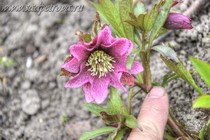 Морозник восточный Red Promise (Helleborus orientalis Red Promise)