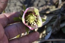 Морозник восточный Winter Emotions Anemone Picotee(Helleborus orientalis Winter Emotions Anemone Picotee)