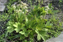 Мукдения Variegata (Mukdenia rossii Variegata)