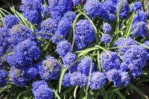 Мускари махровый Blue Spike