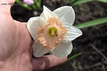 Нарцисс № 10