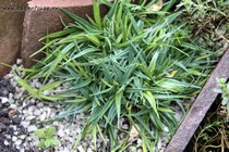 Осока Фирма Green Dragon (Carex firma Green Dragon)