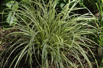 Осока Морроу Vanilla Ice (Carex morrowii Vanilla Ice)