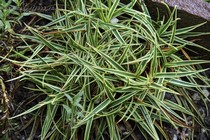Осока Фирма Variegata(Carex firma Variegata)