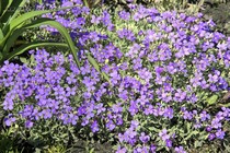Обриета variegata (Aubrieta variegata)