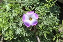Кислица железистолистная (Oxalis adenophylla)