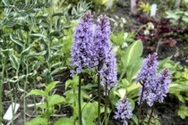 Пальчатокоренник пятнистый (Dactylorhiza maculata)