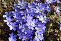 Печеночница благородная (Hepatica nobilis)