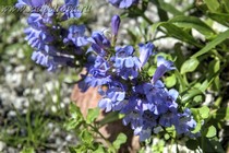 Пенстемон Compactus (Penstemon Compactus)