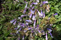 Пенстемон Жестковолосый Пигмей (Penstemon Hirsutus var Pygmaeus)
