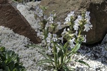 Пенстемон беловатый (Penstemon albidus)
