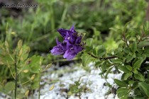 Пенстемон Cardwellii (Penstemon cardwellii)