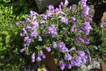 Пенстемон Дэвидсона(Penstemon davidsonii)