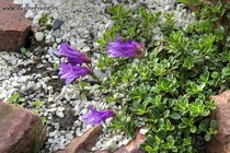 Пенстемон Дэвидсона (Penstemon davidsonii Silverwells)