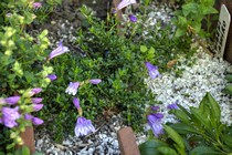 Пенстемон Дэвидсона microphyllus(Penstemon davidsonii microphyllus)
