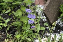 Пенстемон (Penstemon paysoniorum)