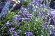 Пенстемон высокий (Penstemon procerus v. Formosus)