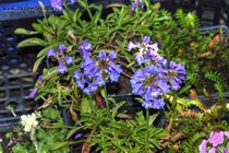 Пенстемон высокий var  tolmei(Penstemon procerus var  tolmei)