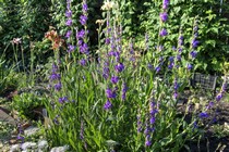 Пенстемон вертикальный (Penstemon strictus)
